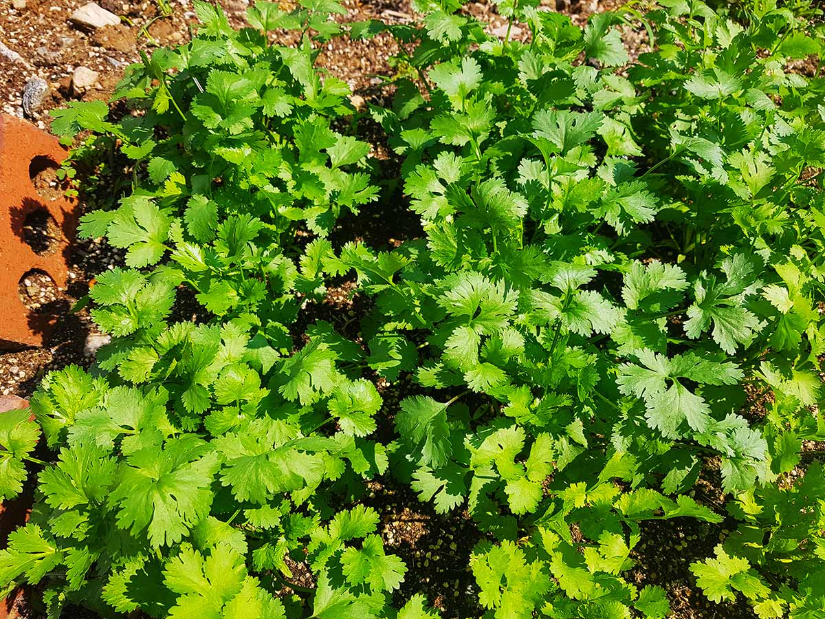 Freshly grown coriander in the backyard.