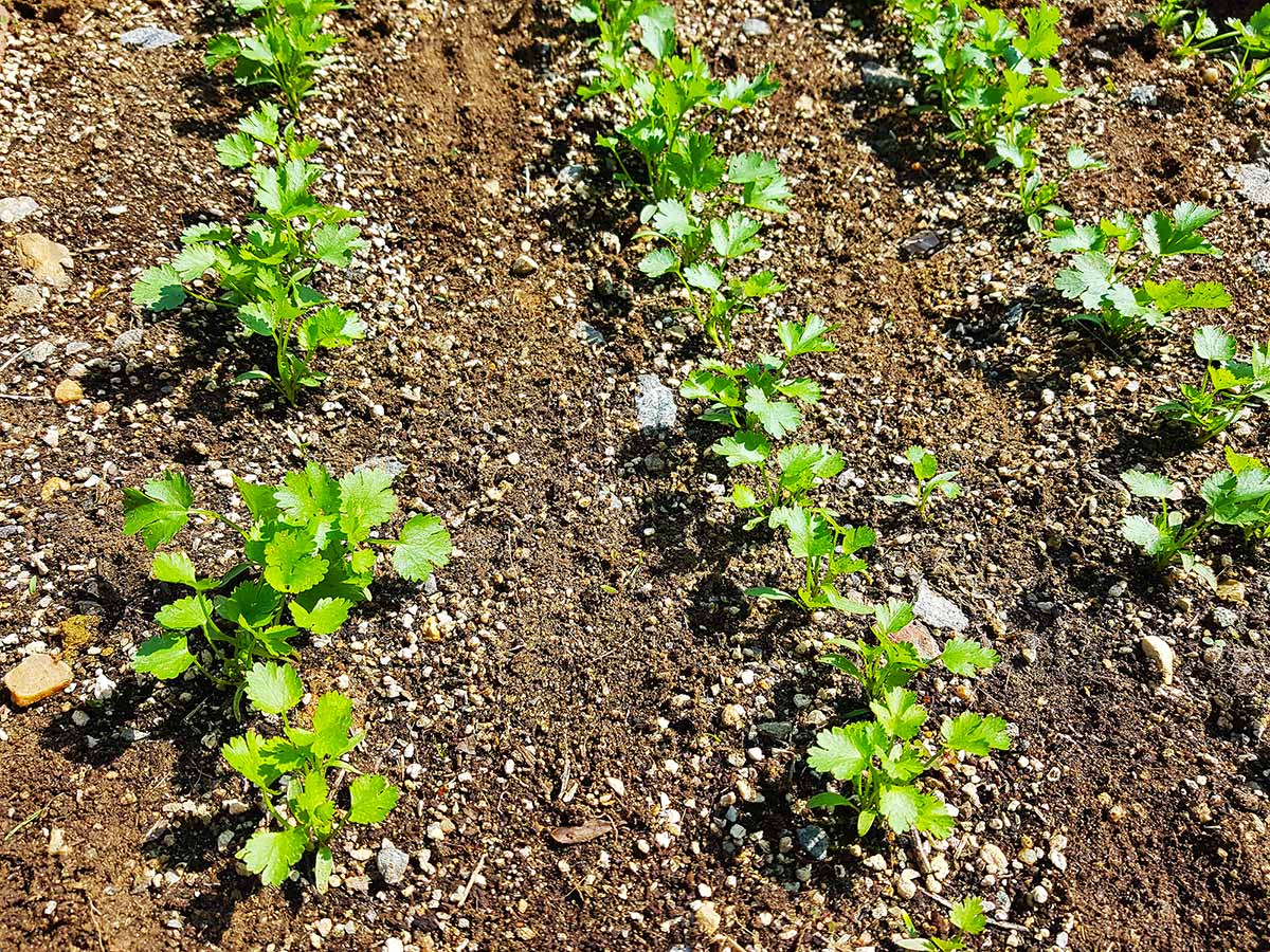 Coriander plants growing noticeably larger.