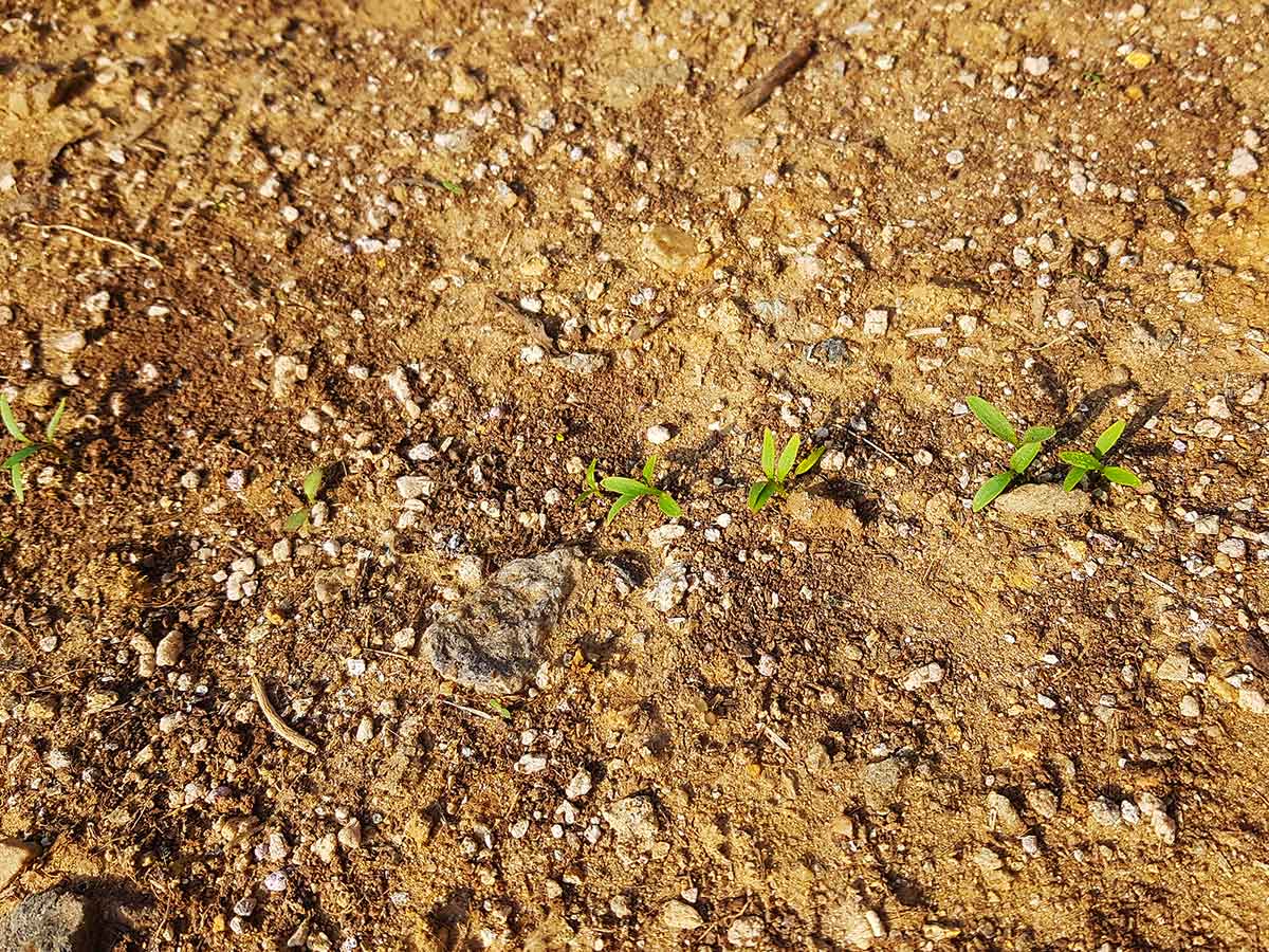 First sprouts breaking through the soil after 19 days.