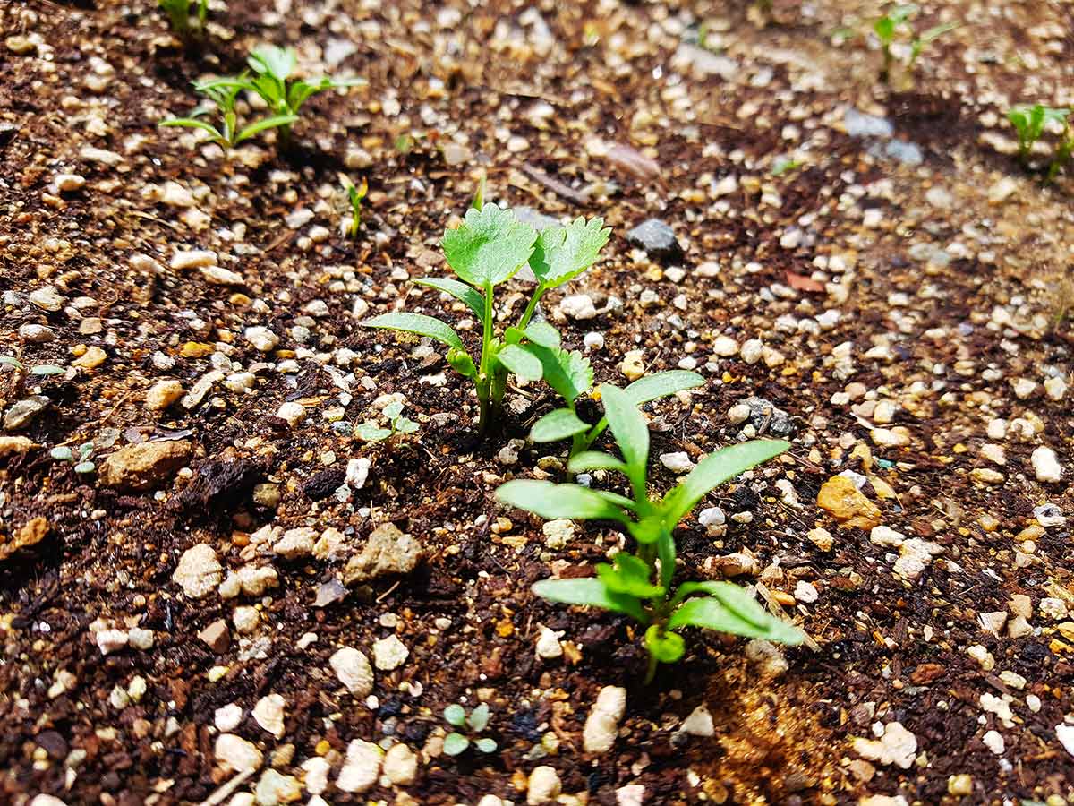 True leaves appearing.