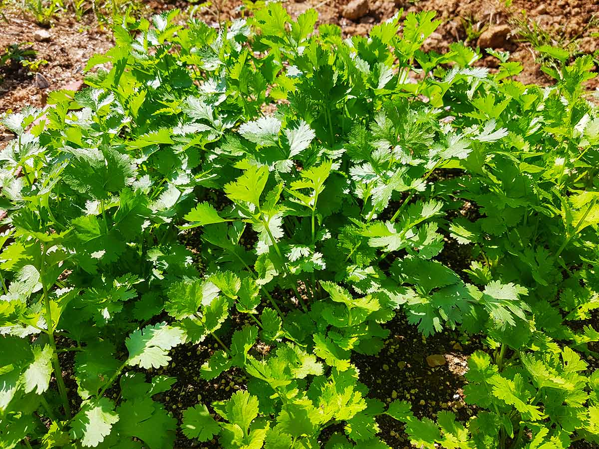 Fully grown coriander ready for harvest after 50 days.
