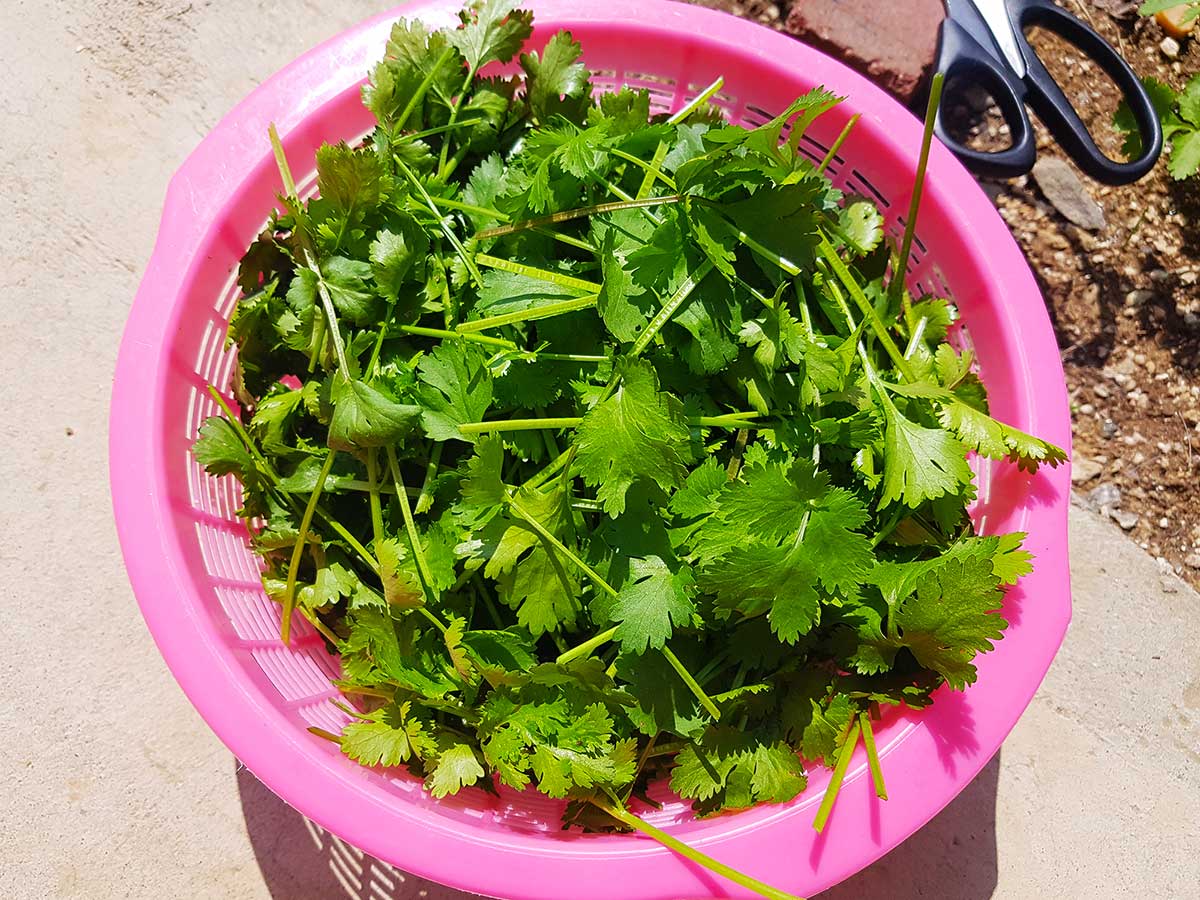 A small basket filled with the freshly harvested coriander.