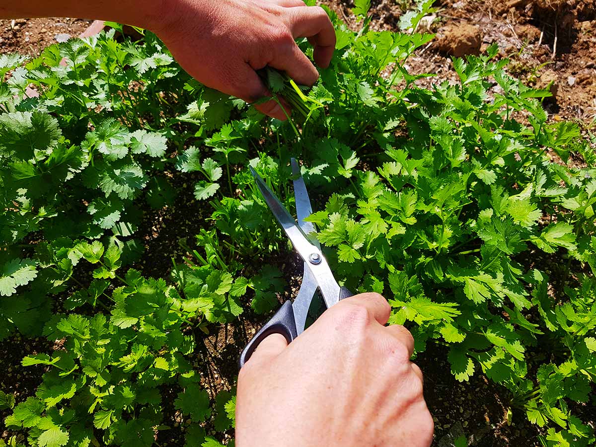 Cutting the coriander stems with scissors