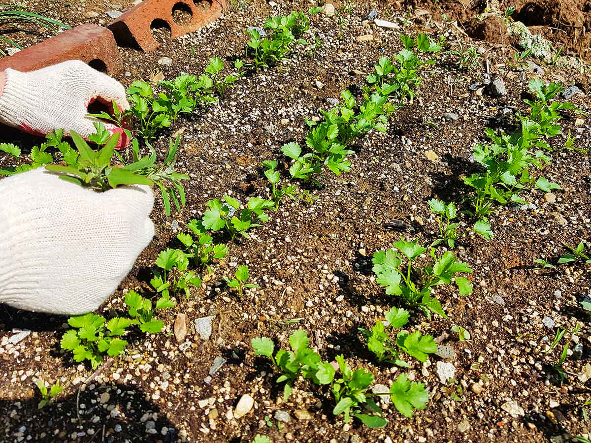 Pulling out annoying weeds between the rows.