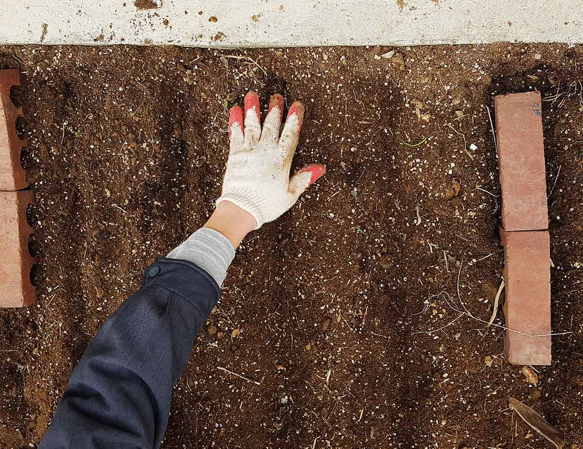 Preparing the soil and making shallow furrows.