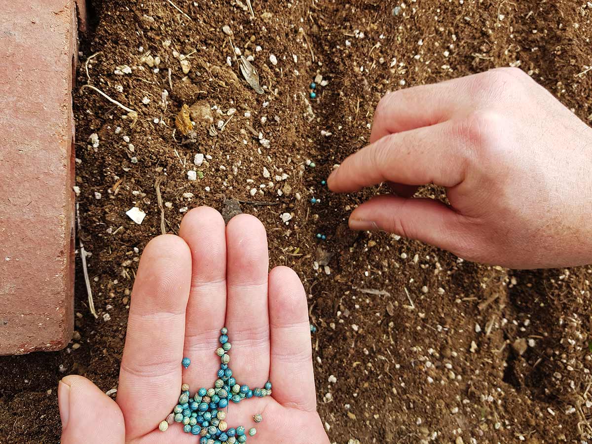 Carefully dropping the coriander seeds into the furrows.