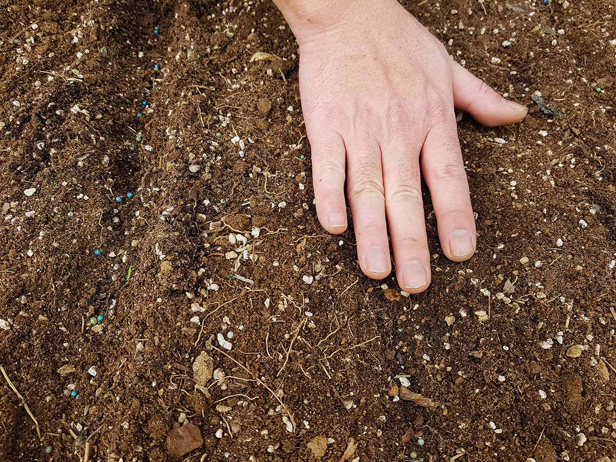 Covering the sown seeds with soil.